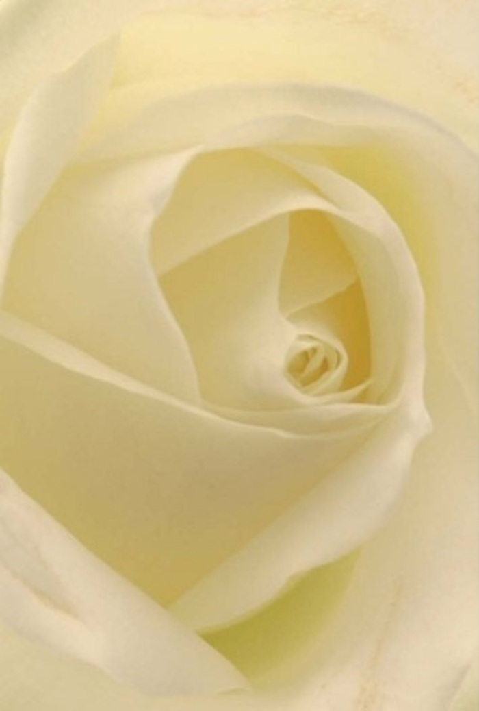 Pausing to gaze closely at this classic white rose, freshly arranged by a passionate florist in South Norwood, the interplay of petal softness and gentle layering becomes utterly absorbing. This composition radiates peace and refinement: shades of white and delicate cream meld effortlessly, as if brushed by the gentle light filtering through nearby South Norwood Green. Every petal glimmers with a tender glow, suggesting the bloom is softly lit from within-perfect for moments when words fall short and only nature's purity can convey your heart. Whether destined for a wedding along Selhurst Road or as a quiet apology set on a neighbour's windowsill, the near-spiraled core of the rose embodies endurance and sincerity. Subtle variations in hue and shadow enhance its beauty, while the imagined fragrance is as clean and persuasive as a peaceful morning in the area. This rose, with its elegant structure and fresh vitality, is as versatile as it is dignified-an enduring choice for any heartfelt occasion in South Norwood.